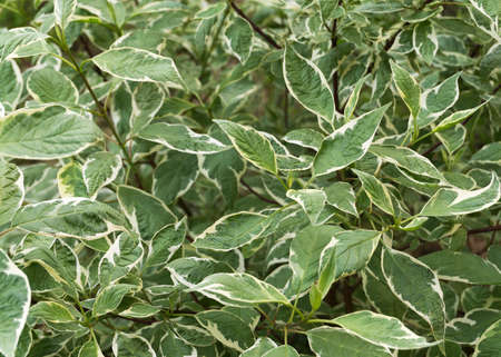 Gilded edge of Silverberry leaves with a natural backgroundの写真素材