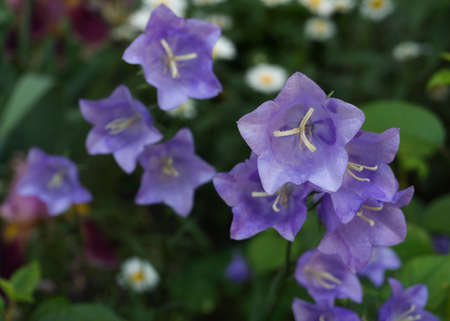 Close up view of purple Campanula Medium otherwise known as Canterbury Bells flowers.の写真素材