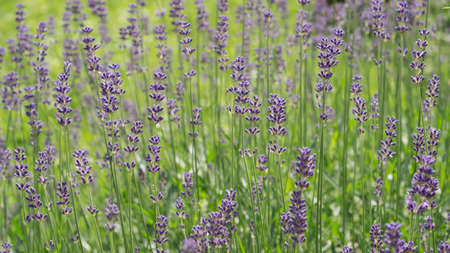 Lavender bushes close up Lavender bushes close up 55の写真素材