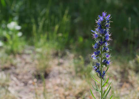 blue echium vulgare flowers in the sunの写真素材