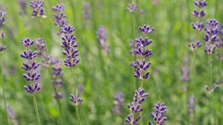 Lavender bushes close up Lavender bushes close up 11の写真素材
