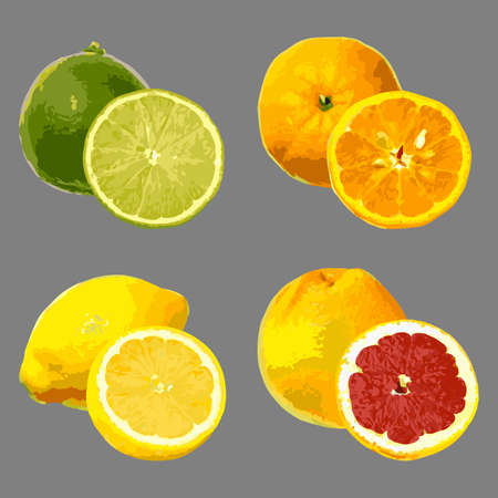 Lime, grapefruit, lemon and tangerine on a gray background. Vectorのイラスト素材