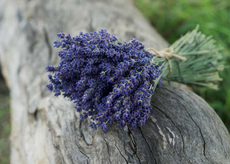A bouquet of fresh lavender on a gray backgroundの写真素材