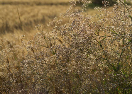 Gypsophila paniculata in the rays of the setting sunの写真素材