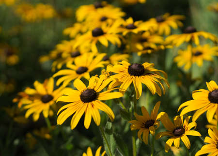 Yellow flowers of Rudbeckia hirtaの写真素材