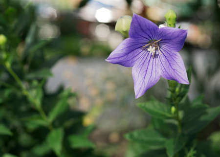Close up view of purple Campanula Medium otherwise known as Canterbury Bells flowers.の写真素材