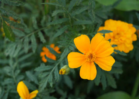Marigold flowers in a garden on green background 2の写真素材