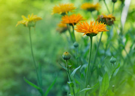Yellow flowers of Calendula officinalis in dew dropsの写真素材