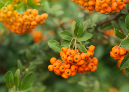Orange fruits of Sorbus aucuparia 2の写真素材
