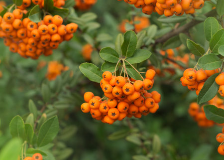 Orange fruits of Sorbus aucupariaの写真素材