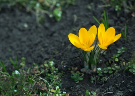 Yellow crocuses. close-up. For background and advertising 2の写真素材