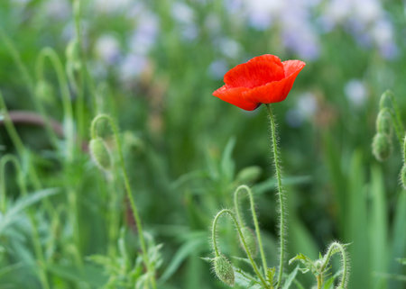 bright red poppy flower in the fieldの写真素材