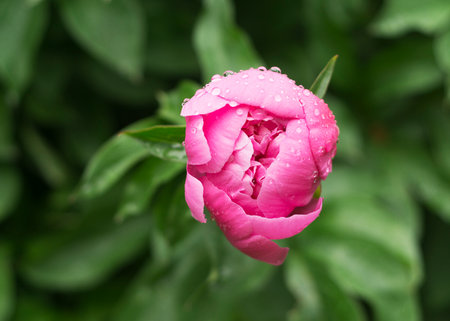 Peony bud in water drops after a rainの写真素材