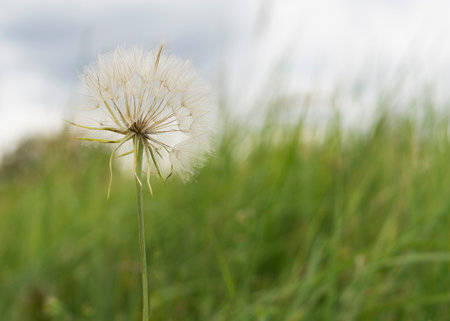 dandelion is on the meadow, on blue sky backgroundの写真素材