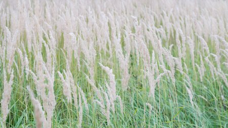 Texture of lush pastel-colored panicles against the green grass of the lawn 4の写真素材