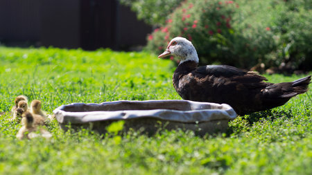 A gosling drinks water from a drinking bowl on a green lawn in the courtyard of a rural house 2の写真素材