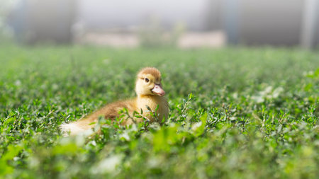 Little cute ducklings on green grass, outdoors 6の写真素材