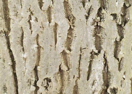 Background image of a tree bark with vertical stripes.