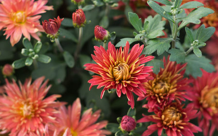 Red and brown chrysanthemum flowers in full bloomの写真素材