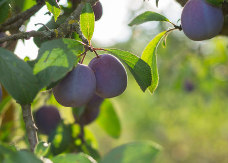 close-up of ripe plums on a tree branch in the orchard 11の写真素材