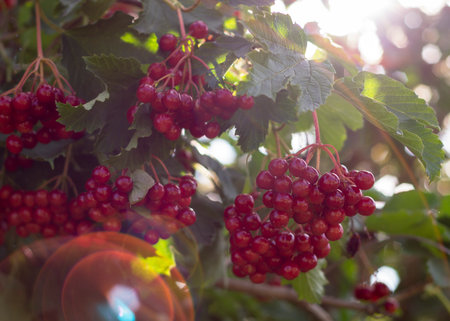 Beautiful viburnum shrub with ripe berries outdoors 22