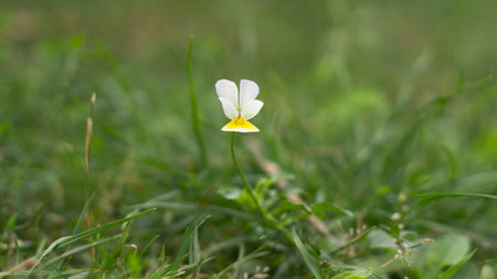 Flower of a wild field pansy (Viola arvensis)の写真素材