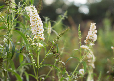 Butterfly Bush (Buddleja davidii) White Profusion