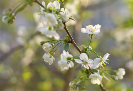 Blossoming branch of cherry in spring 2の写真素材