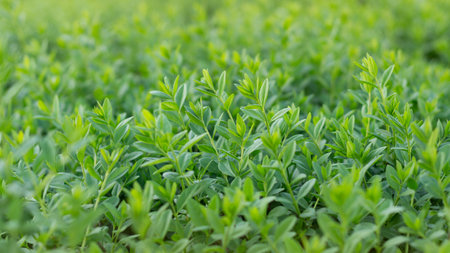 A bud of green leaves on a bushの写真素材