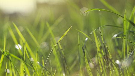 Green juicy grass in the rays of lightの写真素材