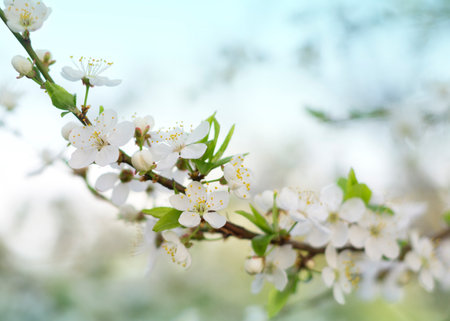 Blossoming branch of cherry in springの写真素材