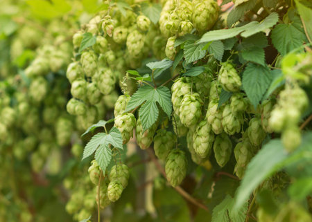 Hop cones and leaves. Raw materials for brewing 2の写真素材
