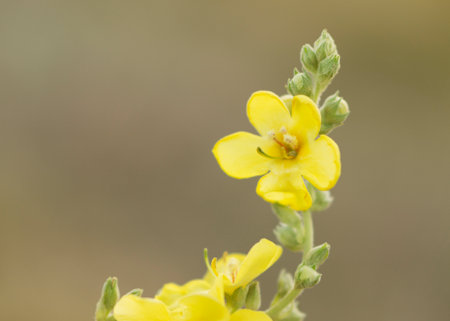 Verbascum densiflorum the well-known dense-flowered mullein 2の写真素材