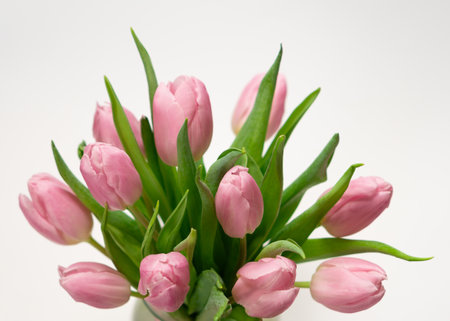 bouquet of pink tulips isolated on white backgroundの写真素材