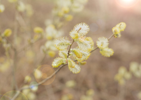 Blooming fluffy willow branches in spring close-up with soft focus on nature background in sunlight. 2の写真素材