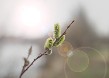 Blooming fluffy willow branches in spring close-up with soft focus on nature background in sunlight. 3の写真素材