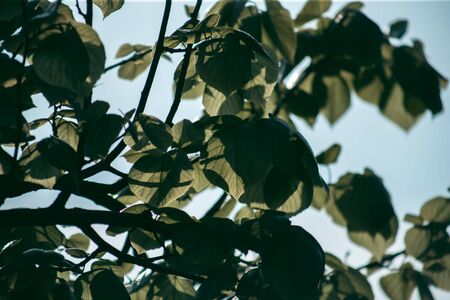 Green leaves of a tree in daylight in spring