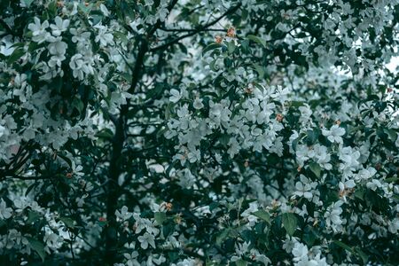 Green leaves of a tree in daylight in spring