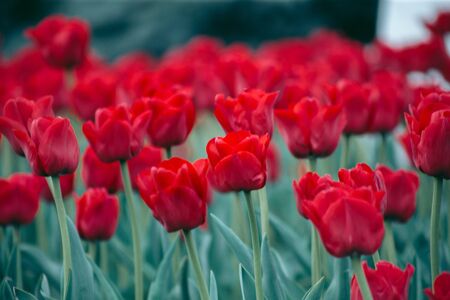 Flowerbed of red tulips on the street