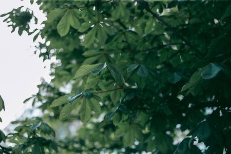 Green leaves of a tree in daylight in springの写真素材