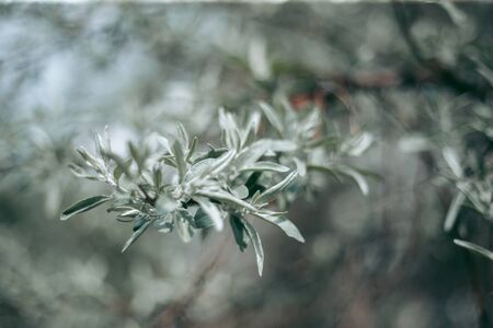 Green leaves of a tree in daylight in springの写真素材