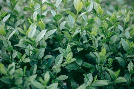 Green leaves of a tree in daylight in springの写真素材