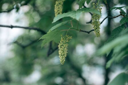 Green leaves of a tree in daylight in springの写真素材