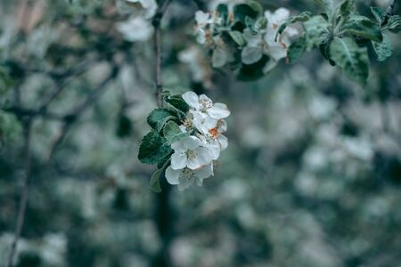Green leaves of a tree in daylight in springの写真素材