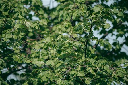 Green leaves of a tree in daylight in spring