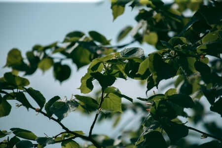 Green leaves of a tree in daylight in spring