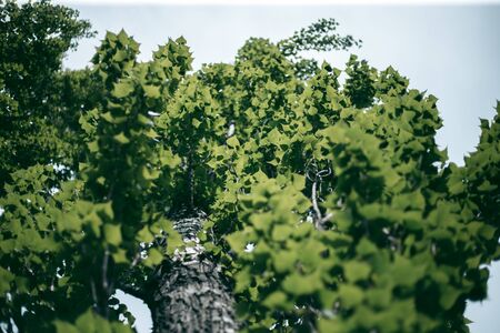 Green leaves of a tree in daylight in springの写真素材
