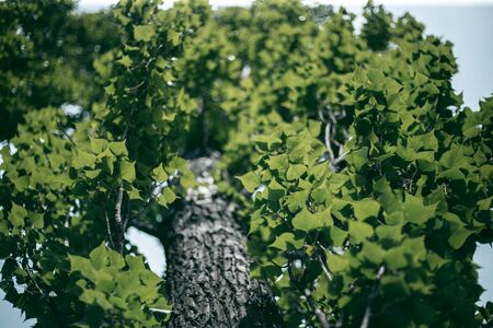 Green leaves of a tree in daylight in springの写真素材