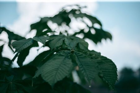 Green leaves of a tree in daylight in spring