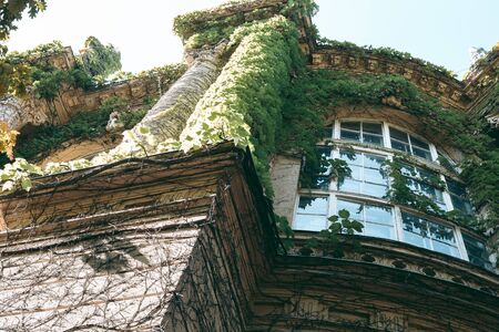Climbing green plants on the facade of an old buildingの写真素材